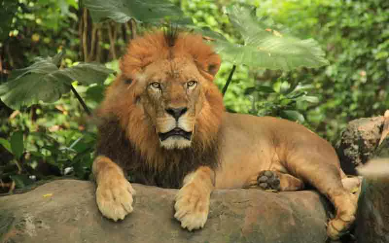safari lion packages